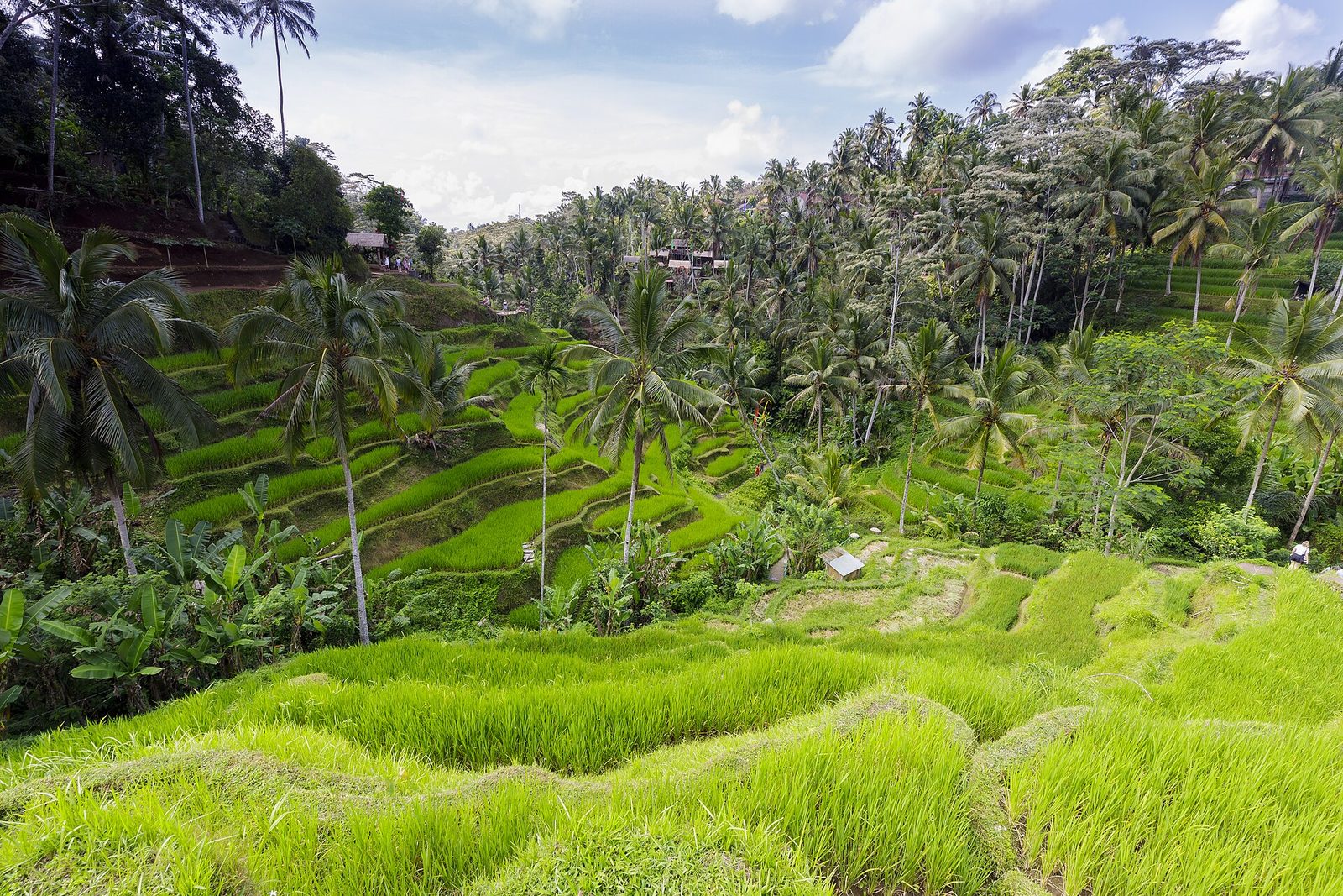 Tegalalang rice terraces, Bali