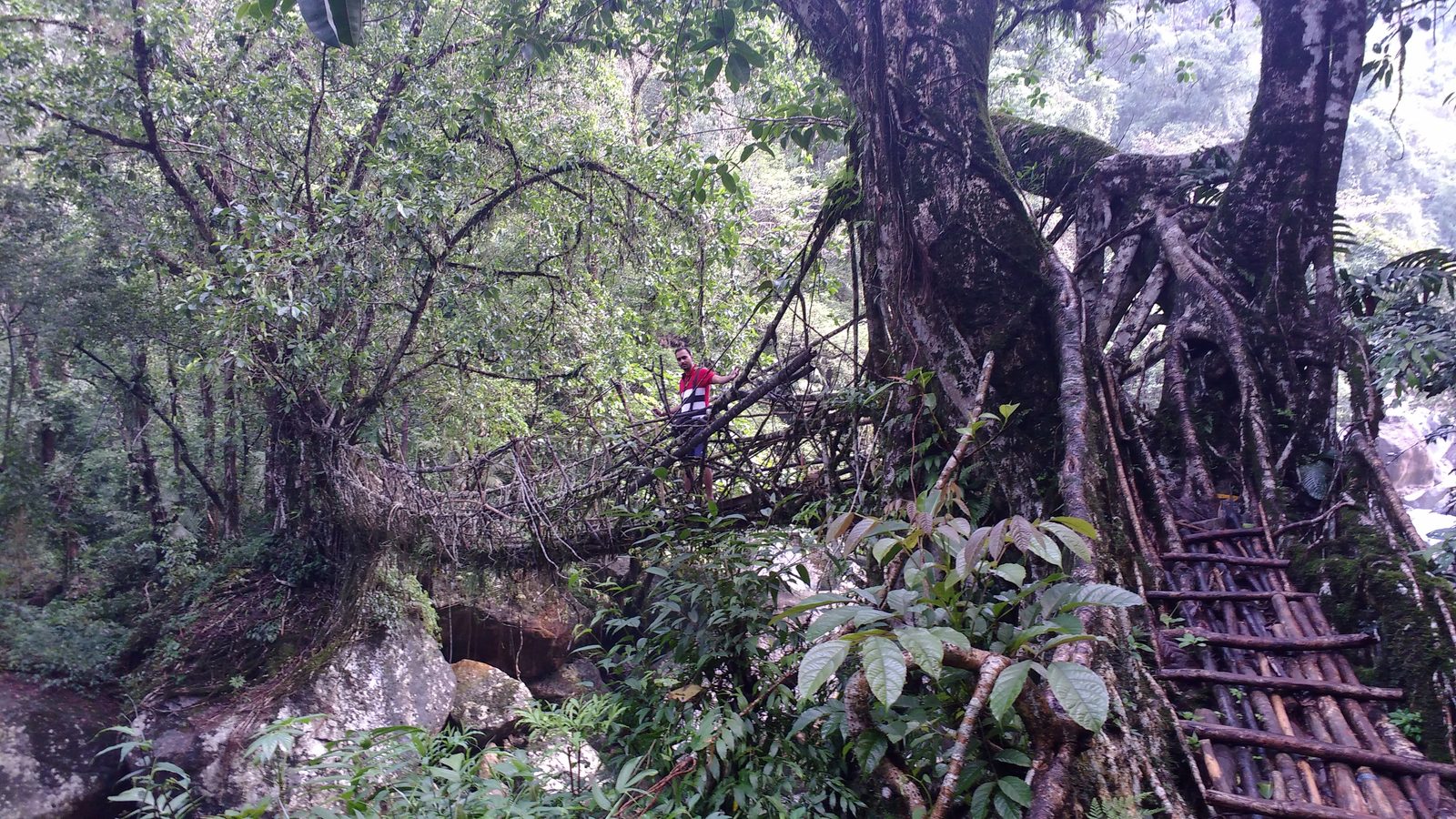 Living root bridge, Meghalaya